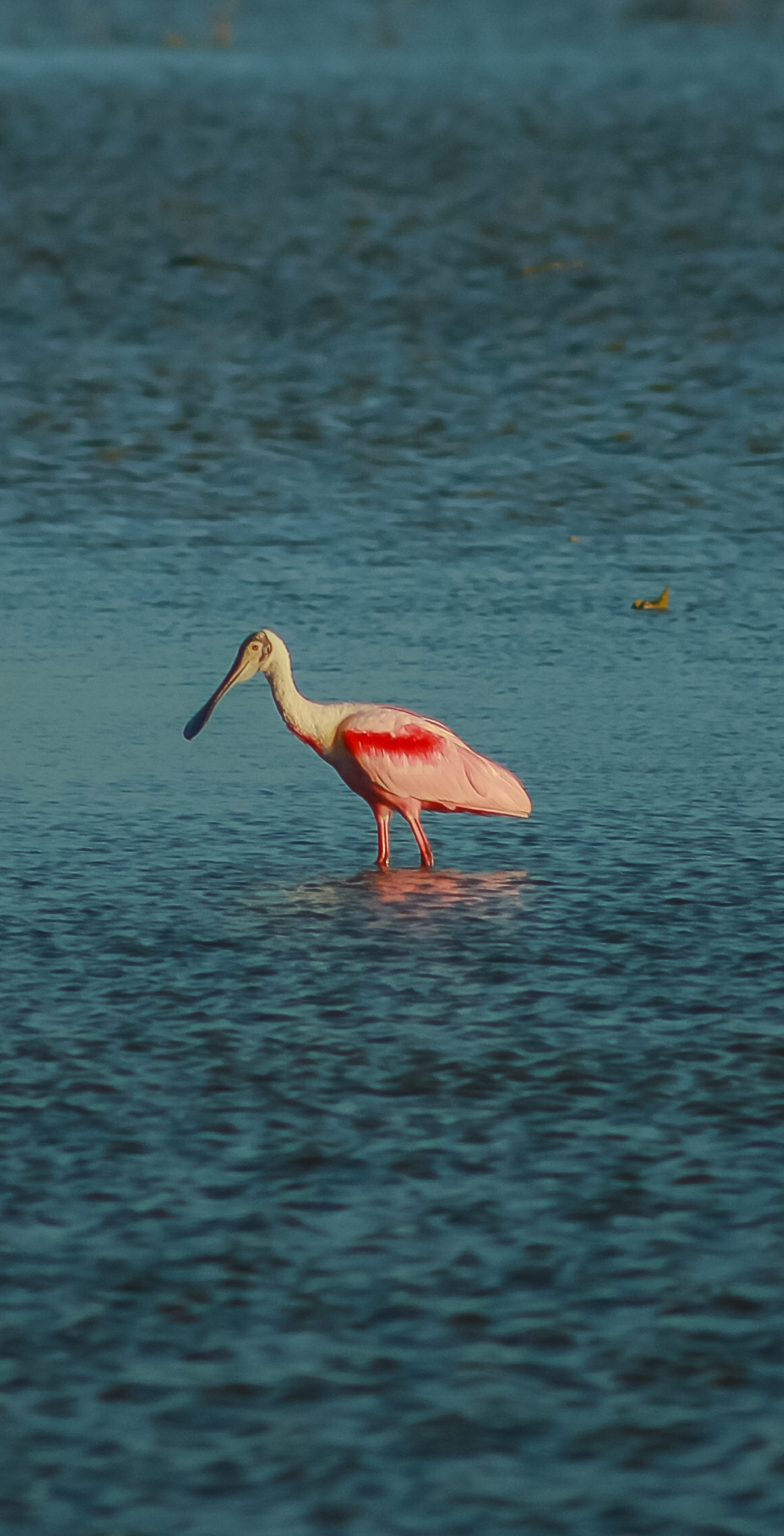 Espátula-rosada — Platalea ajaja
